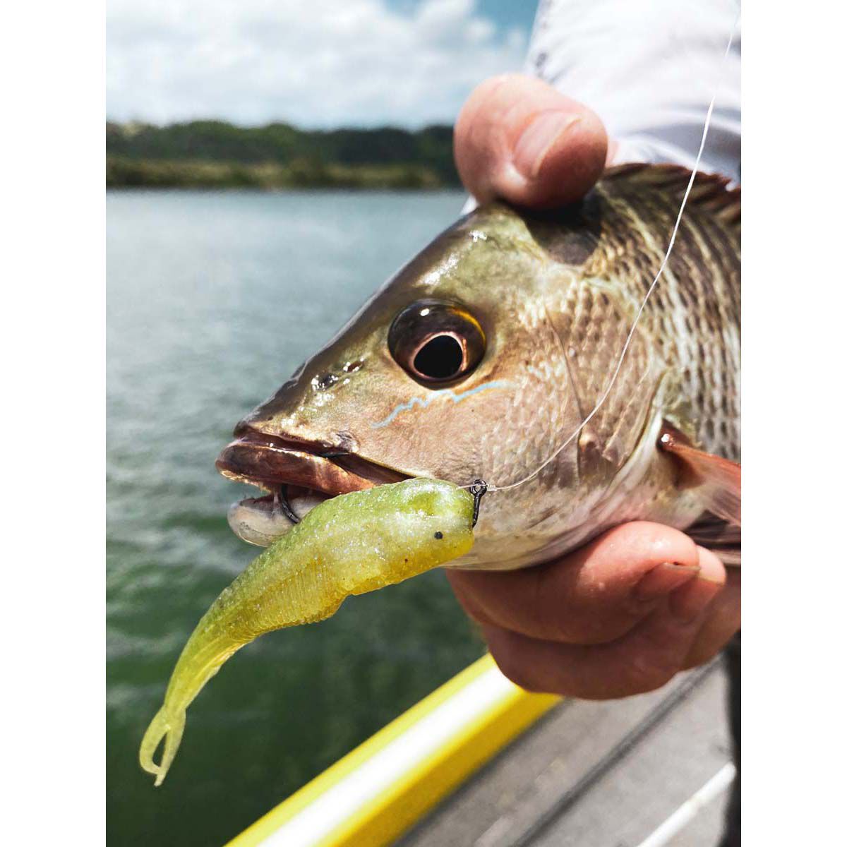 Live Bait Canadian Tire Live Bait Canadian Tire DMF Bait Live