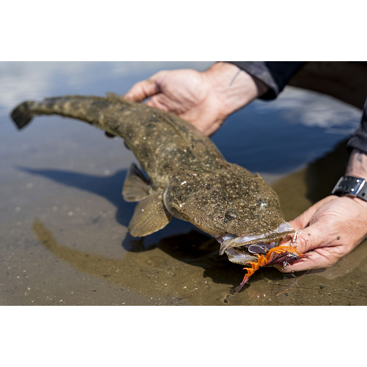 Berkley Shimma Shrimp Soft Vibe Lure 100mm Pearl Shrimp, Pearl Shrimp, bcf_hi-res