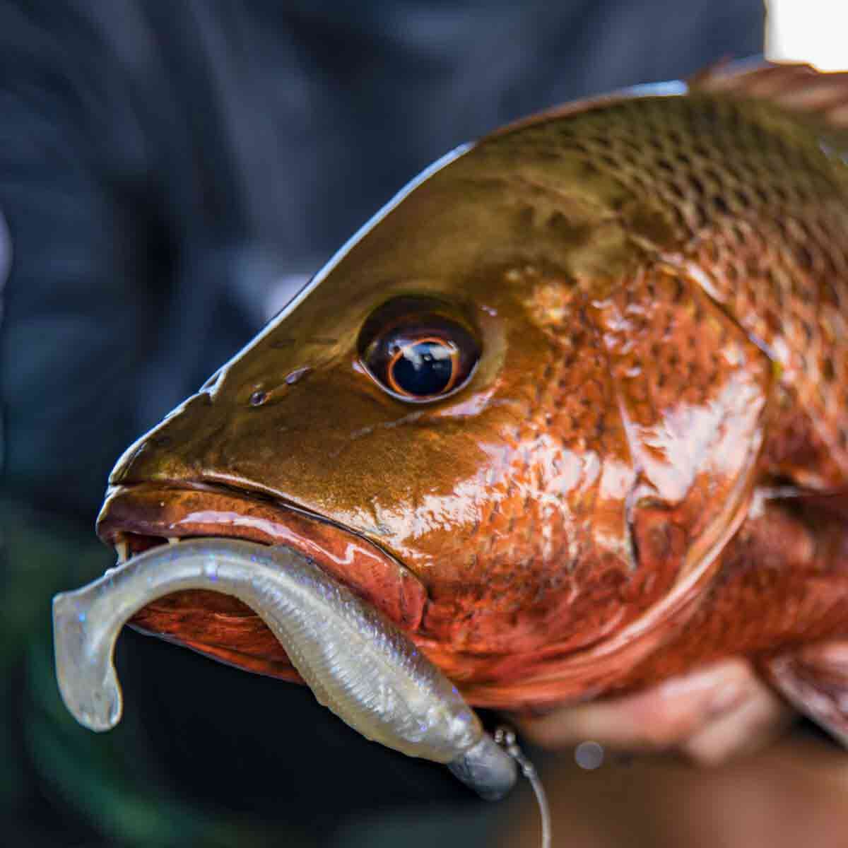 Rapala CrushCity Heavy Hitter Soft Plastic Lure 4in Red Dog, Red Dog, bcf_hi-res