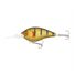 Golden Gudgeon