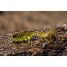 Nomad Live Ops Radiax Soft Plastic Lure 2.25in Ayu Ace, Ayu Ace, bcf_hi-res