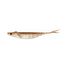 Arkansas Shiner