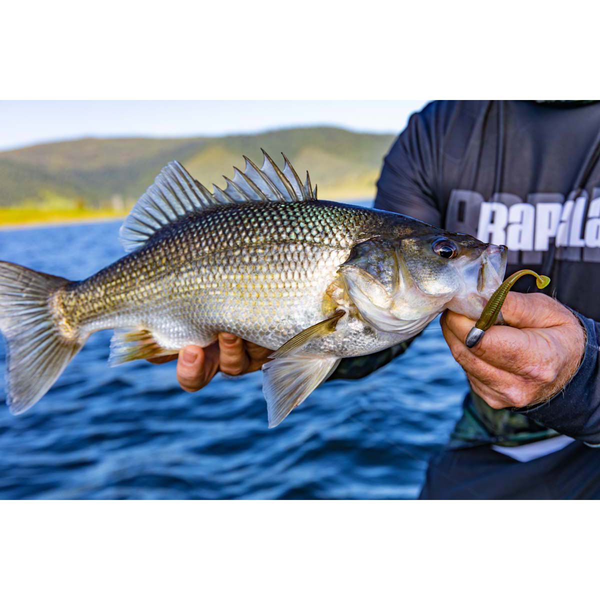 Rapala CrushCity Suspect Soft Plastic Lure 2.75in Glow Shad, Glow Shad, bcf_hi-res