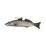 Sand Whiting