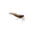 River Prawn