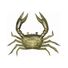 Grey Crab
