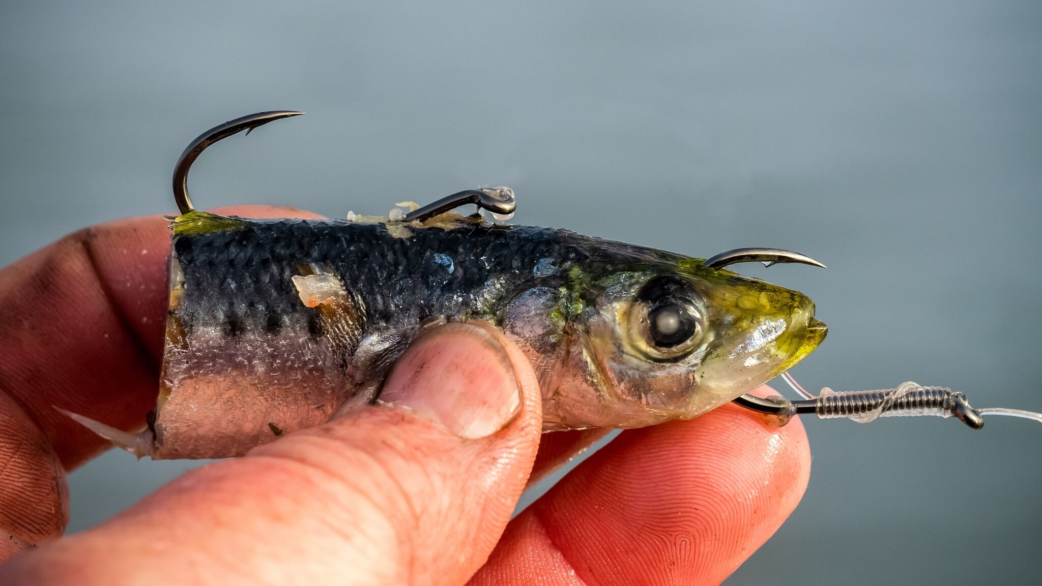 Pilchards are a dynamite bait