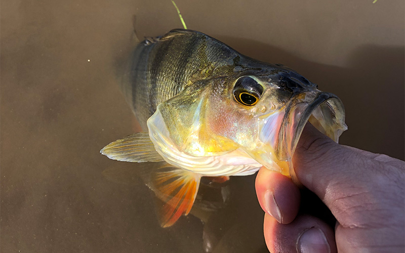 Redfin Perch