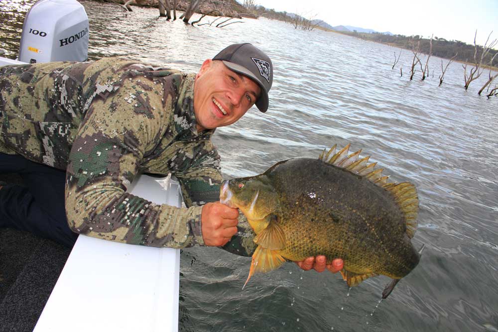 Golden perch Golden perch