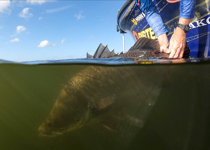 Barramundi Release
