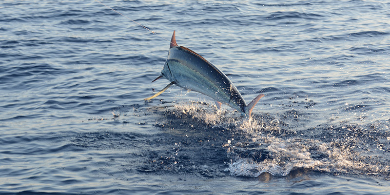 Hooked Marlin