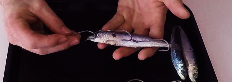 Rigging a Ganged Pilchard - Be A BCFing Expert