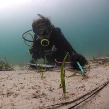 Restoring seagrass meadows