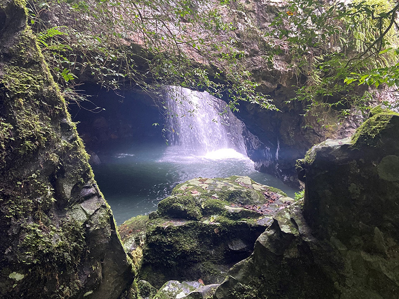 Warrie Circuit, Springbrook National Park