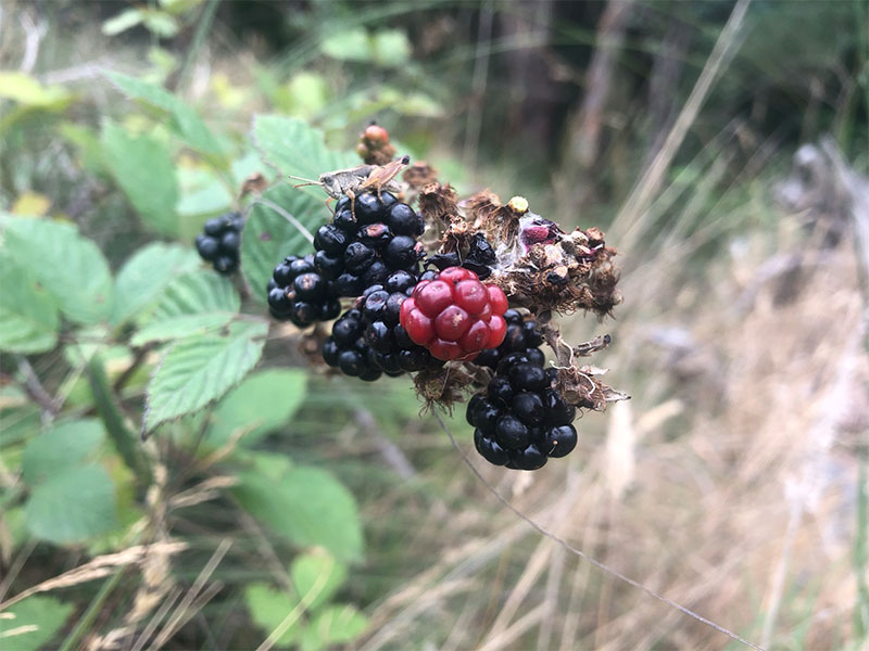 Most good trout streams have blackberries nearby. Buyers beware - some of these are sprayed with toxic chemicals so you might be better off bringing a packed lunch