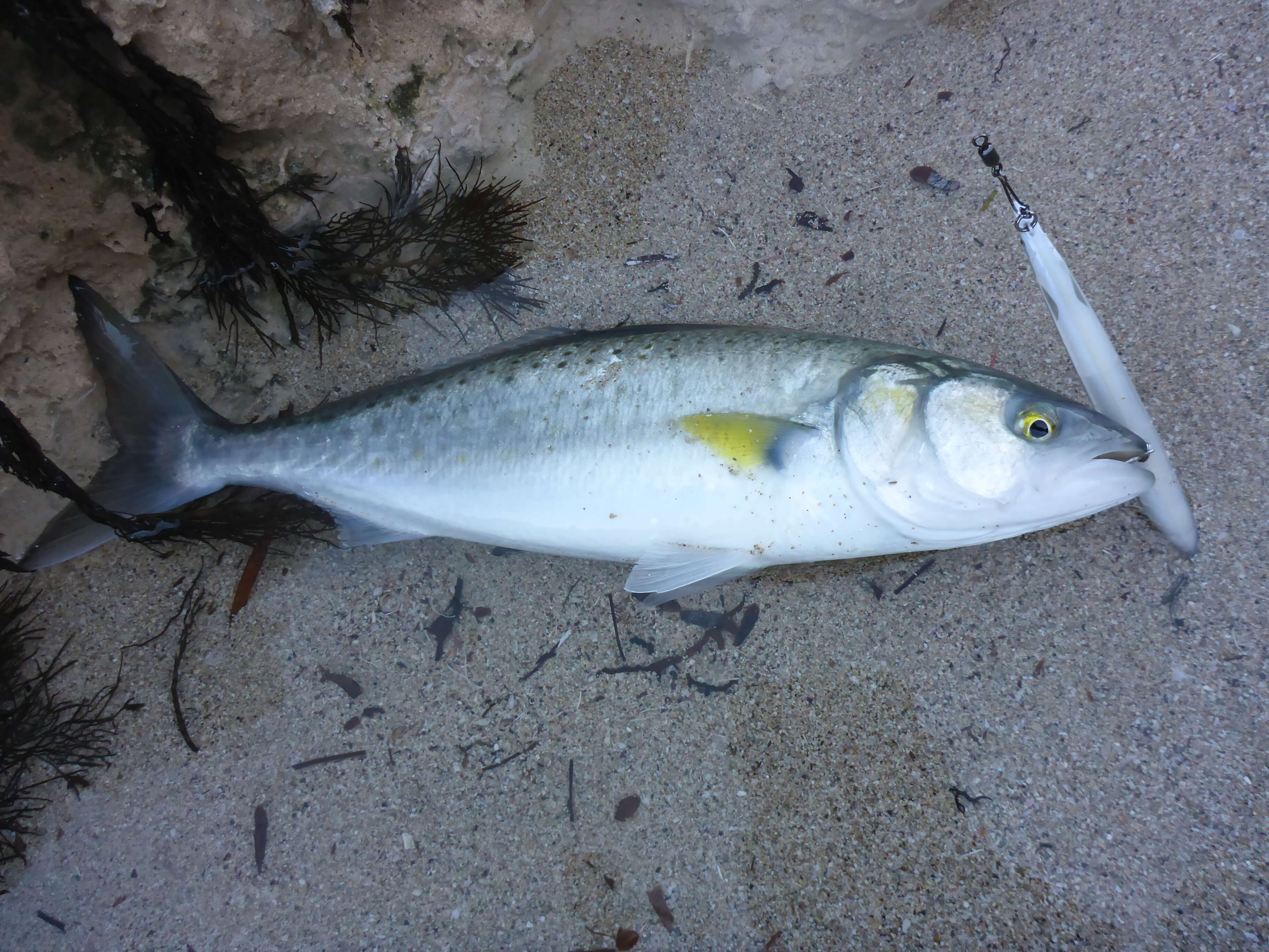 salmon lures