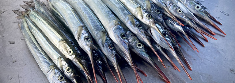 How to catch Garfish - Be A BCFing Expert