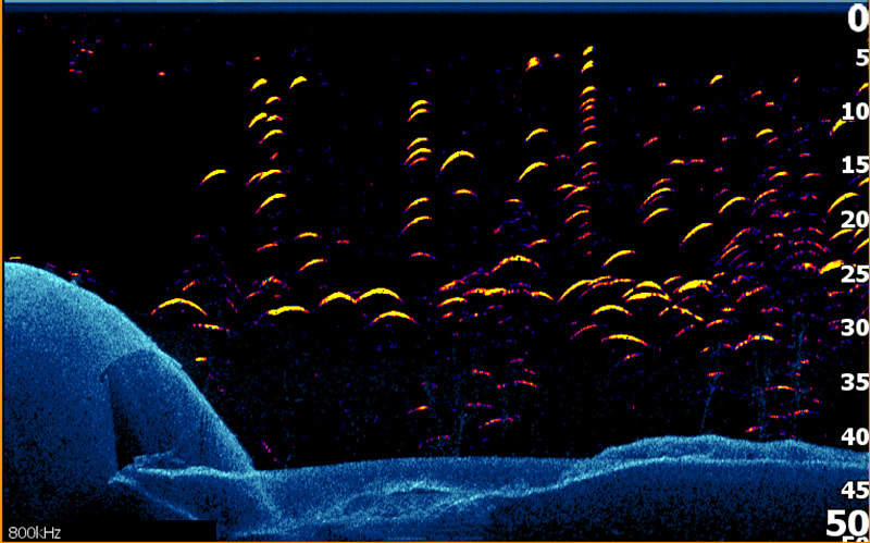 Downscan View