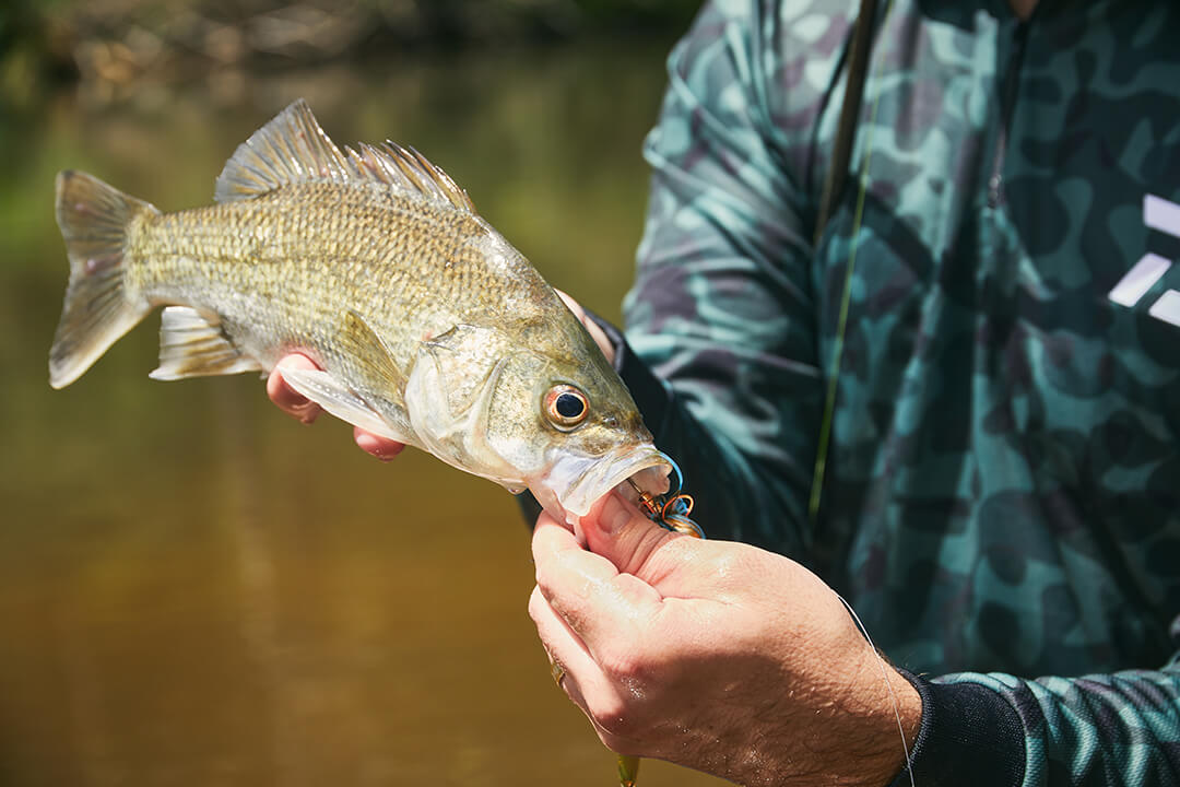 Where to catch Australian Bass