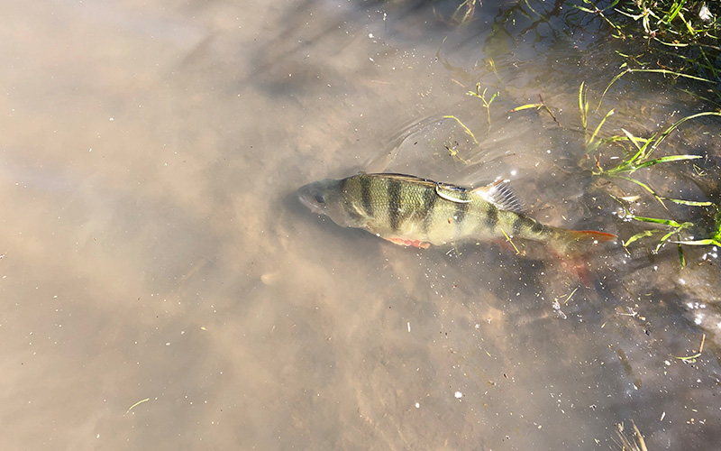 Redfin Perch