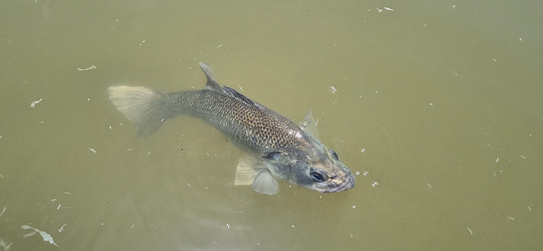 Australian Bass in the water