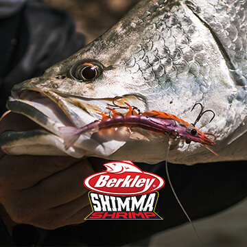 Shimma Shrimp