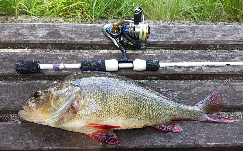 Redfin Perch Redfin Perch