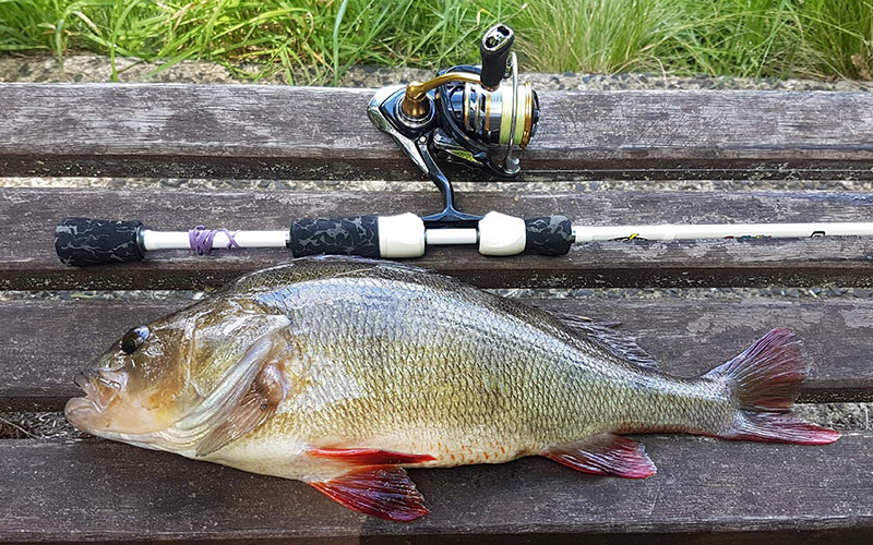 How to catch Redfin Perch - Be A BCFing Expert