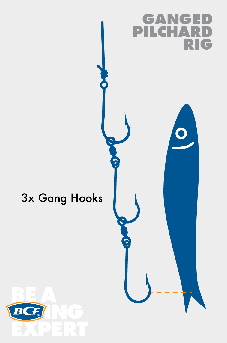 Rigging a ganged pilchard