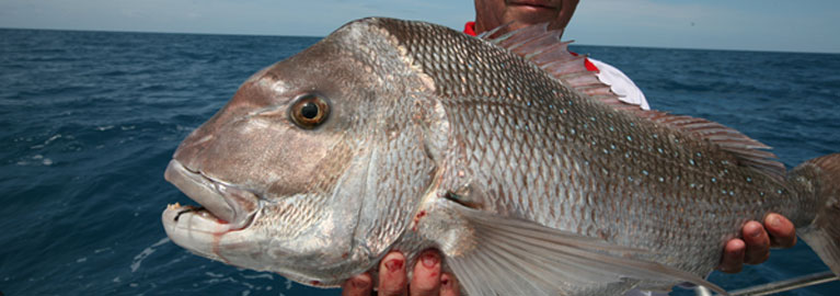 Increase Your Snapper Catch - Be A BCFing Expert