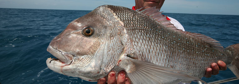 Increase Your Snapper Catch - Be A BCFing Expert | BCF Australia