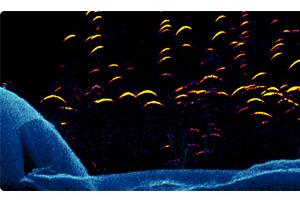 FishReveal™ Smart Target View