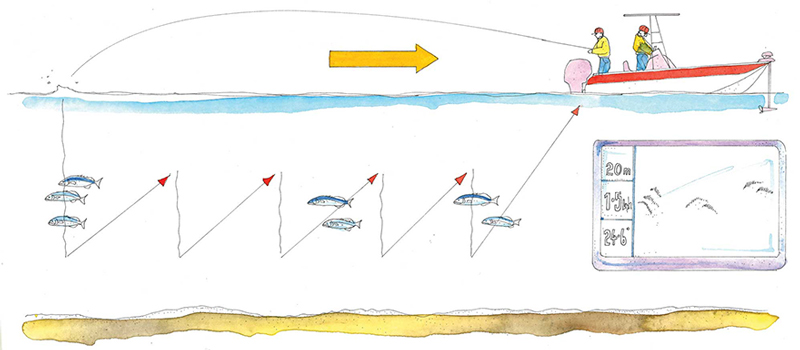 FISHING MIDWATER PELAGICS ILLUSTRATION