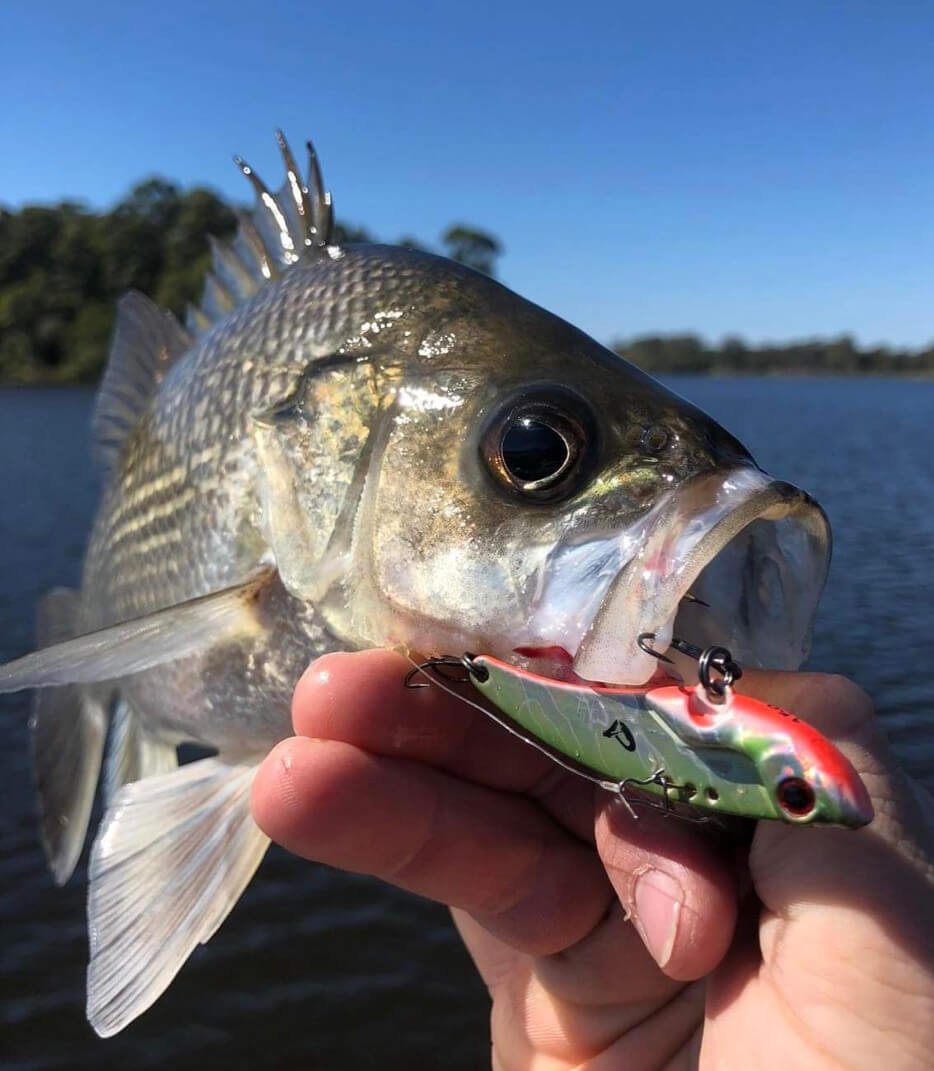 Lures for catching Australian Bass