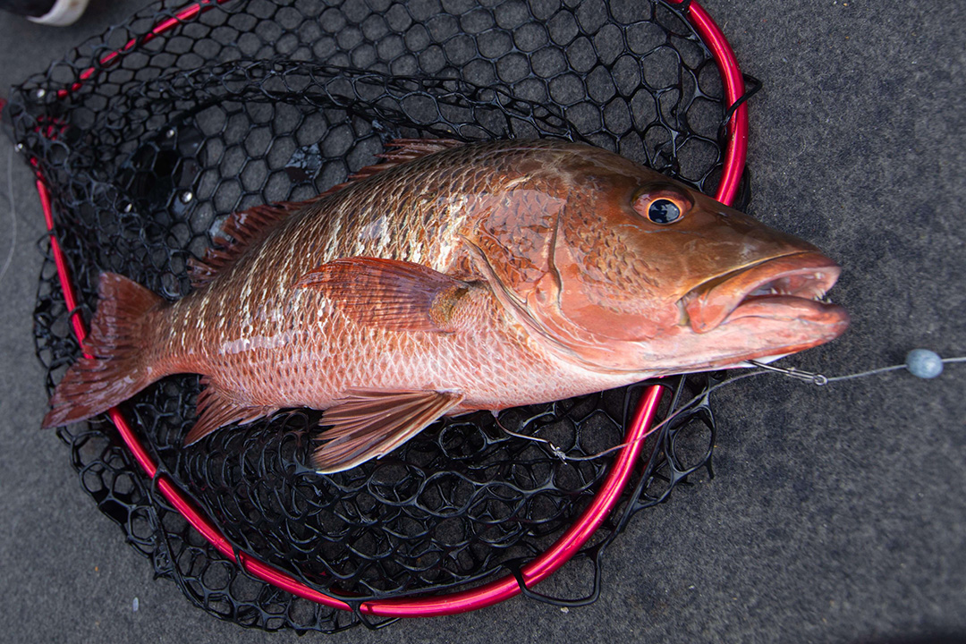 mangrove jack on bait