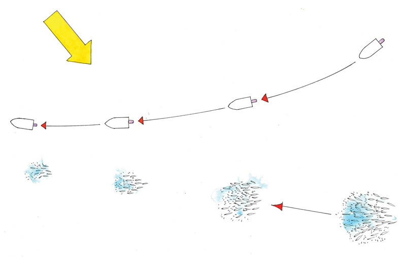 SURFACE FEEDING PELAGICS ILLUSTRATION