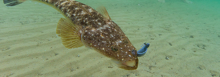 How to catch Flathead on Lures - Be A BCFing Expert