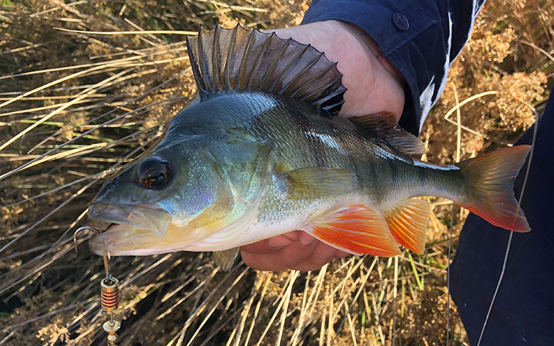 Redfin Perch