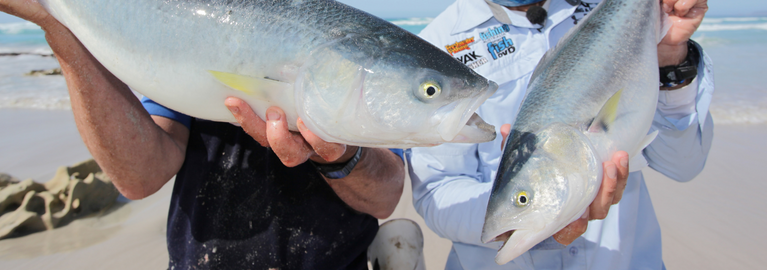 How to catch Australian Salmon - Be A BCFing Expert