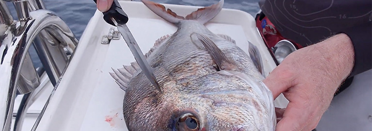 Dispatching Bleeding Fish Be A Bcfing Expert Bcf Australia
