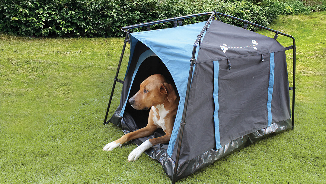 Orange dog lying down in camp kennel