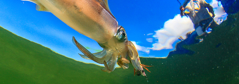 How to catch Squid - Be A BCFing Expert | BCF Australia