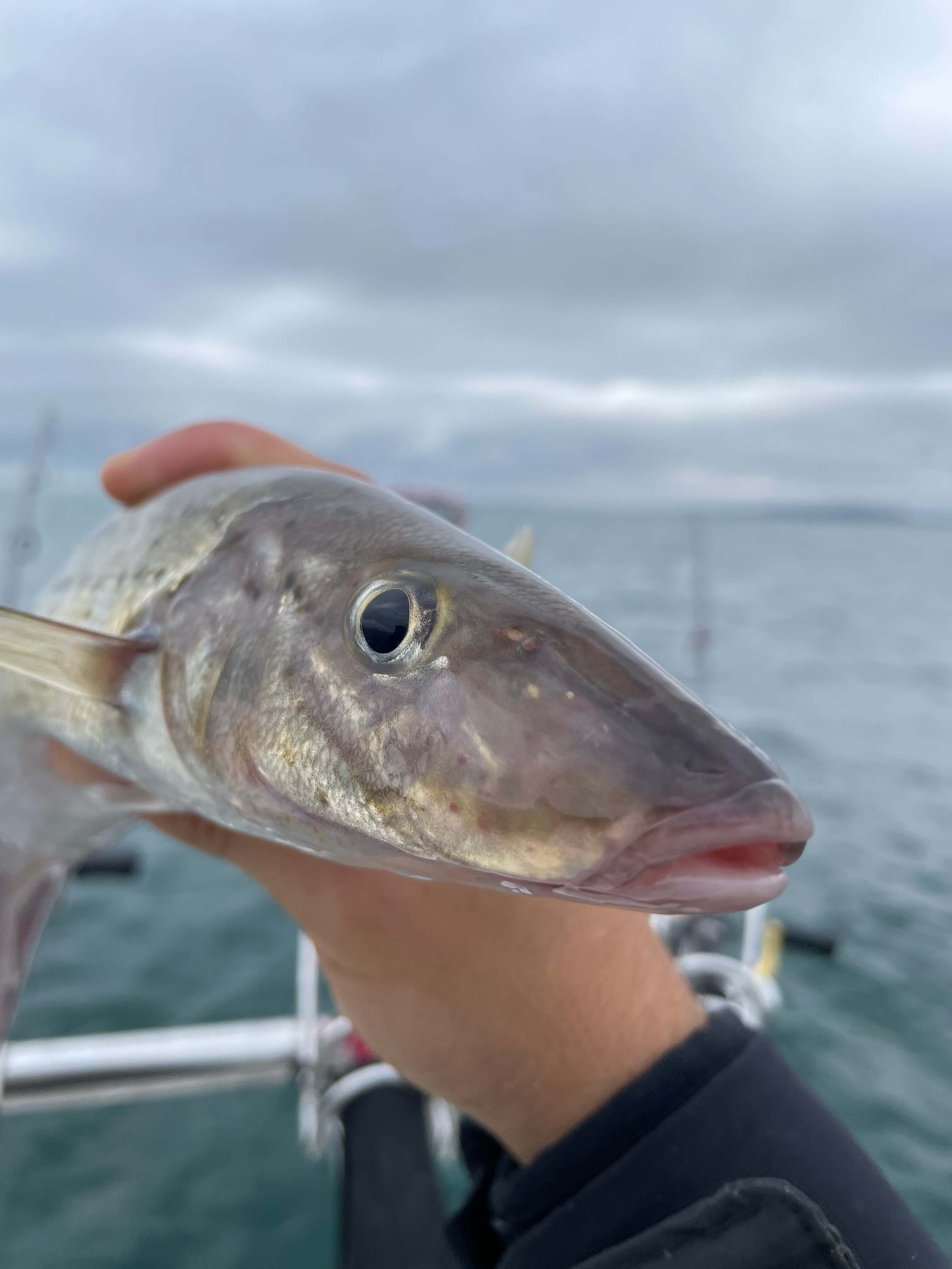 King George Whiting Mouth
