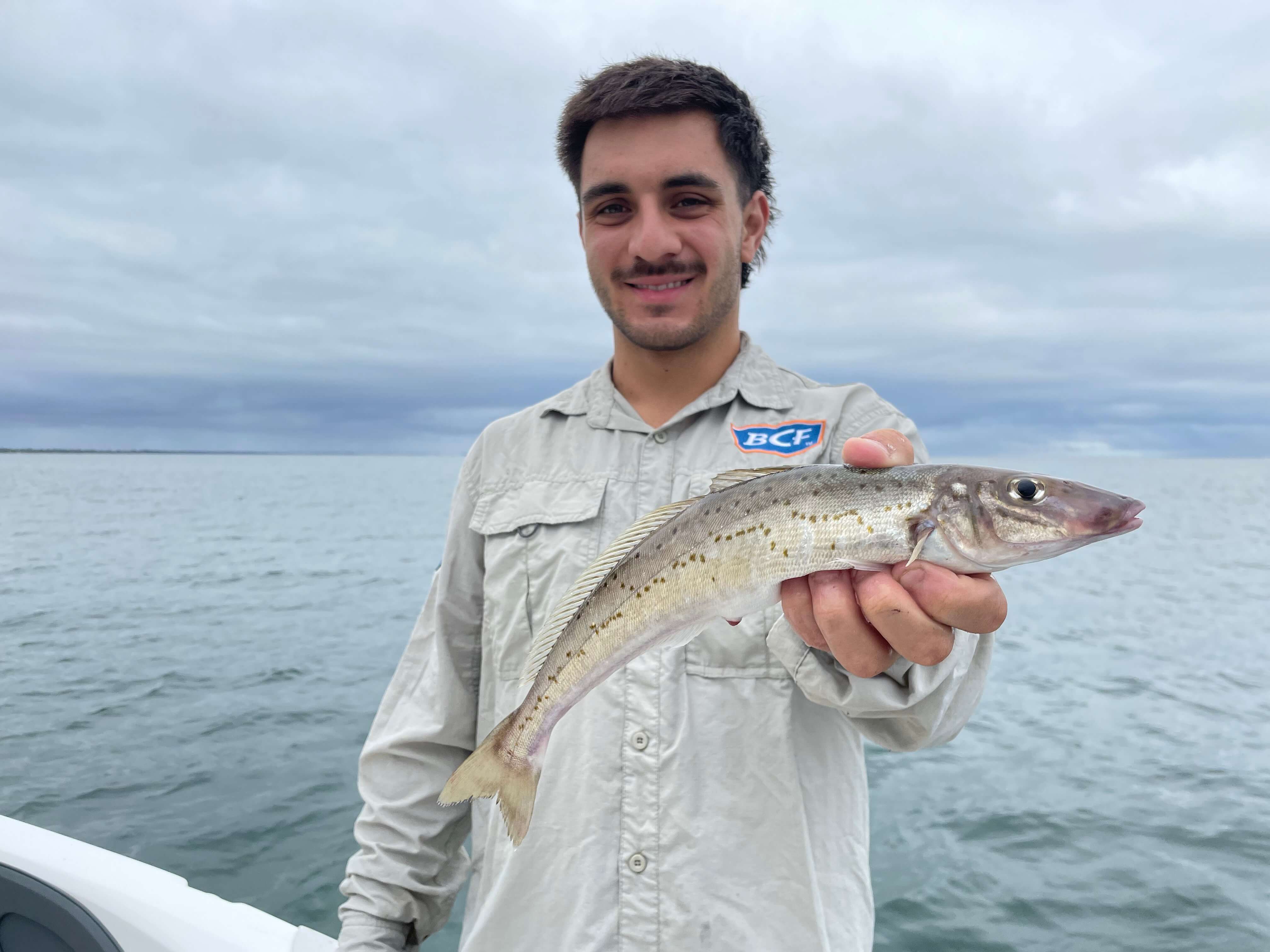 King George Whiting