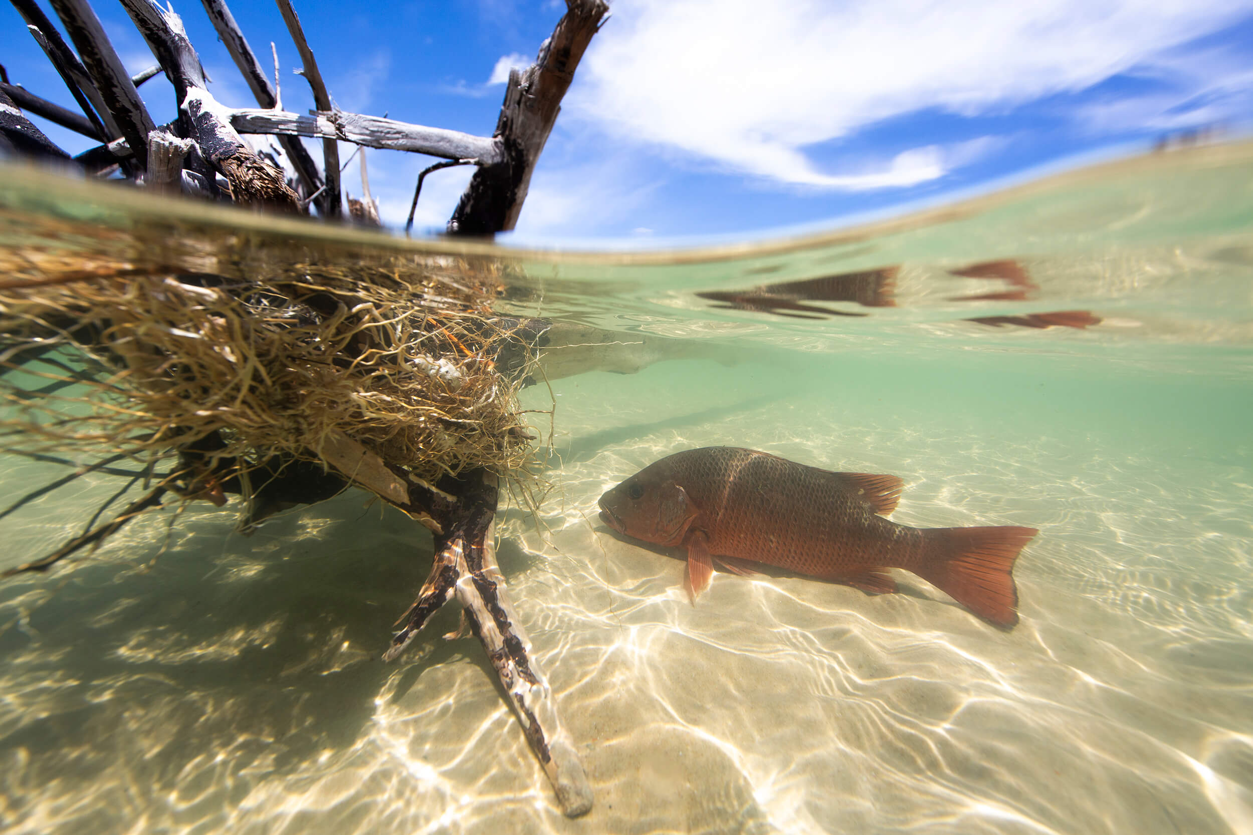 where to catch mangrove jack